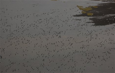 Brant at Izembek Lagoon