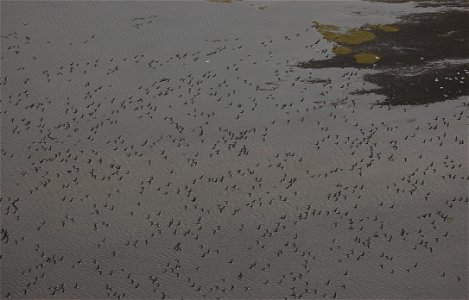 Brant at Izembek Lagoon photo