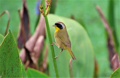 Male Common Yellowthroat