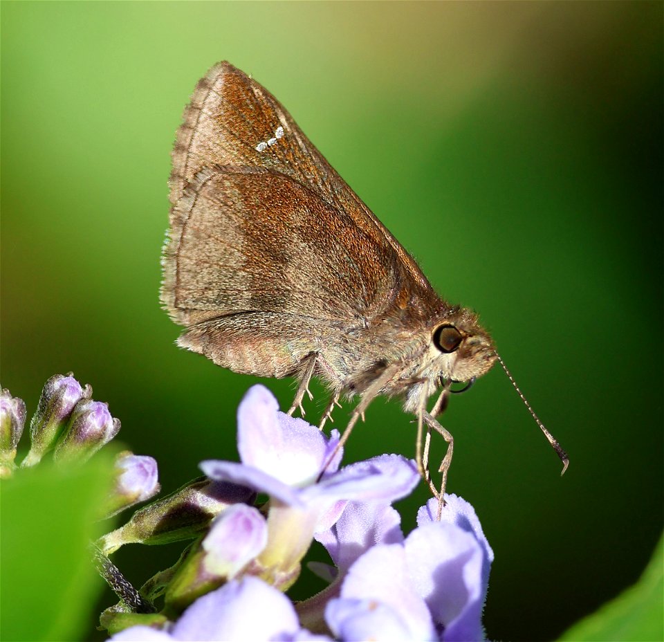 SKIPPER, CLOUDED (Lerema accius) (12-31-2022) national buttrtfly center, palmview, hidalgo co, tx -01
