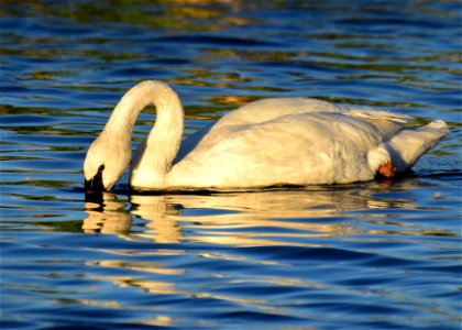 Trumpeter swan at Seedskadee National Wildlife Refuge
