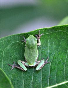 Eastern Gray Treefrog at Horicon National Wildlife Refuge photo