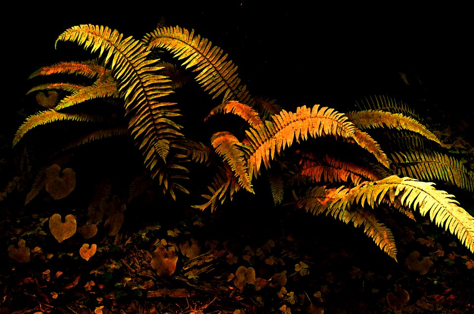 FERN STUDY- PHOTOSHOP WATERCOLOR (3)