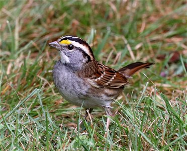 895 - WHITE‪-THROATED SPARROW (11-01-2021) crescent city, del norte co, ca -04‬
