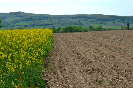 From the field photo