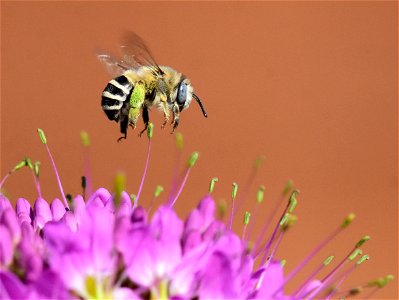 Digger bee pollinating