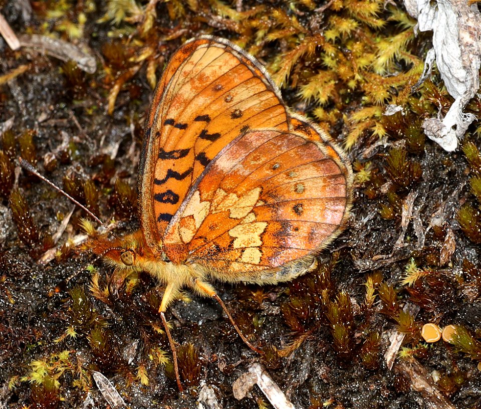 FRITILLARY, WESTERN MEADOW (Boloria epithore) (07-17-2022) hart pass-slate peak, okanogan co, wa -02