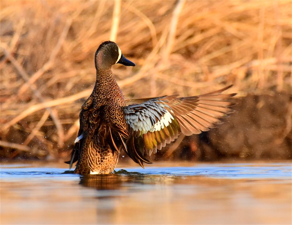 Blue-winged teal at Seedskadee National Wildlife Refuge photo