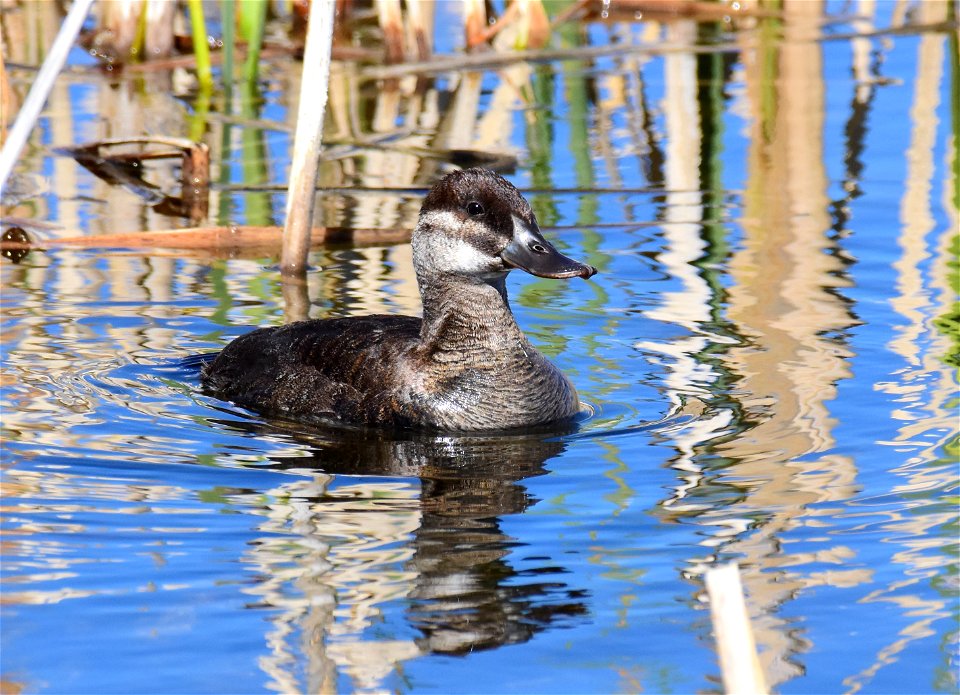 Ruddy duck at Seedskadee National Wildlife Refuge