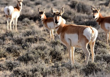 Pronghorn at Seedskadee National Wildlife Refuge