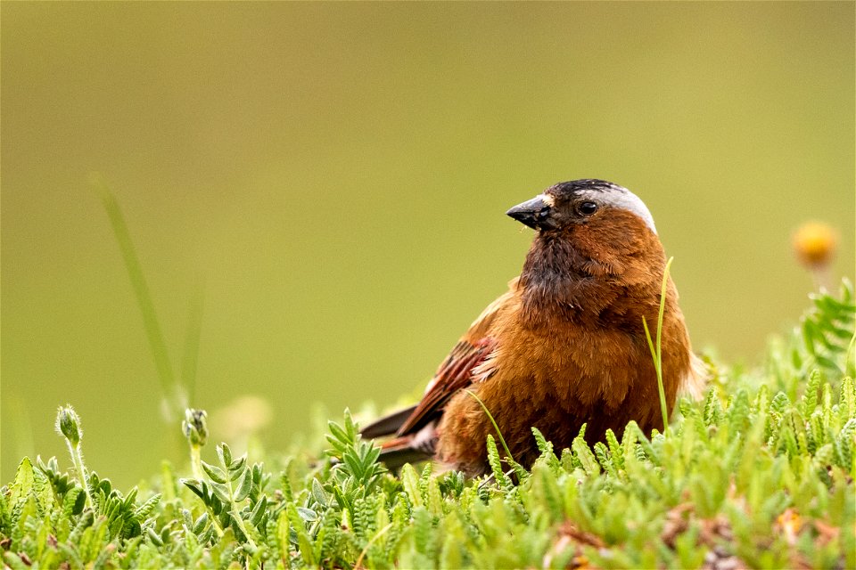 Gray-crowned rosy finch in the subalpine tundra