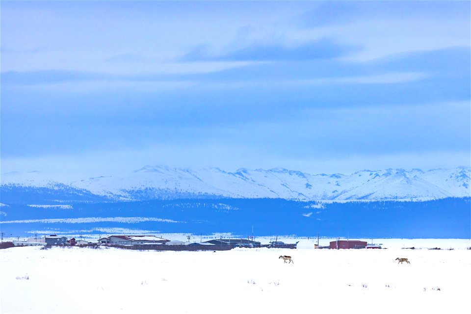 Caribou and Selawik village on a snowy evening