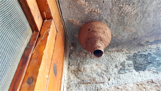 Hornet nest - nid de frelon