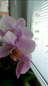orchids-兰花_2023_0224_170616