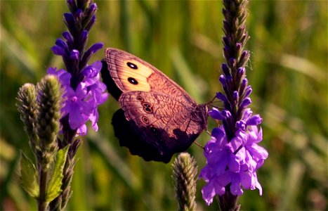 Common wood-nymph on woolly verbena flowers photo