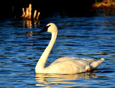 Trumpeter swan at Seedskadee National Wildlife Refuge