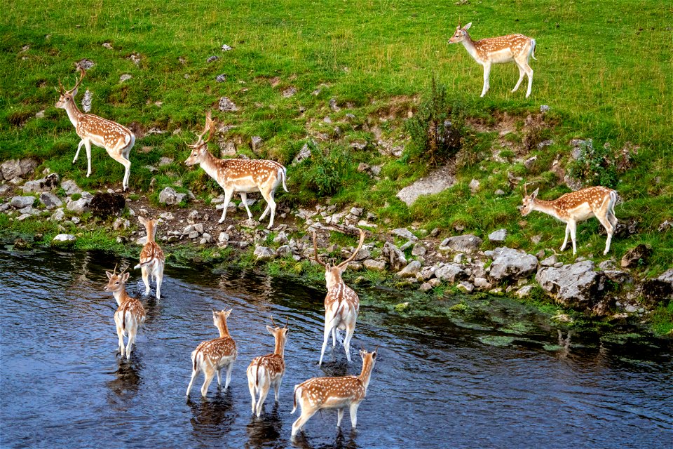 Morning Deer (4 of 4)
