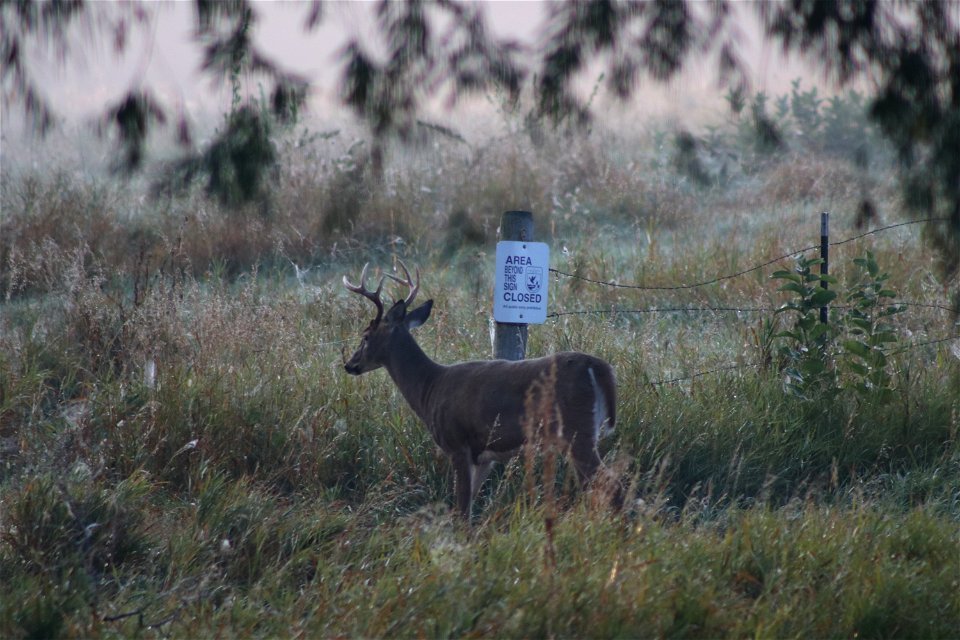 White-tailed Deer Karl E Mundt National Wildlife Refuge photo