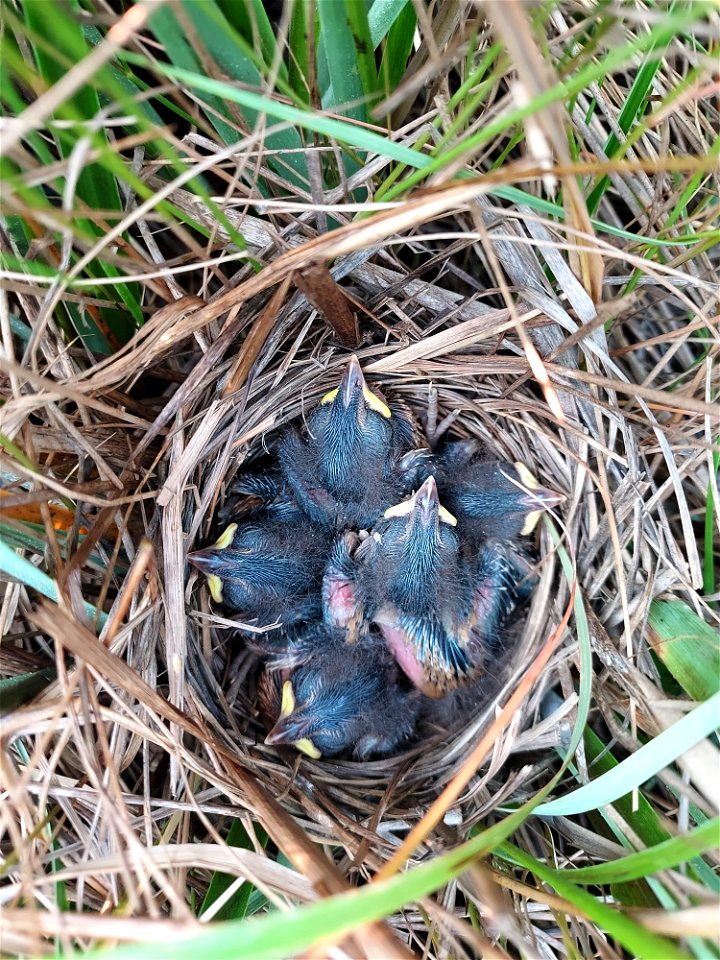Saltmarsh sparrow chicks at Rachel Carson National Wildlife Refuge