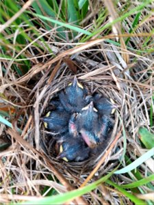 Saltmarsh sparrow chicks at Rachel Carson National Wildlife Refuge photo