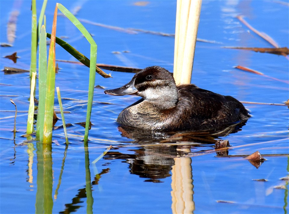 Ruddy duck at Seedskadee National Wildlife Refuge