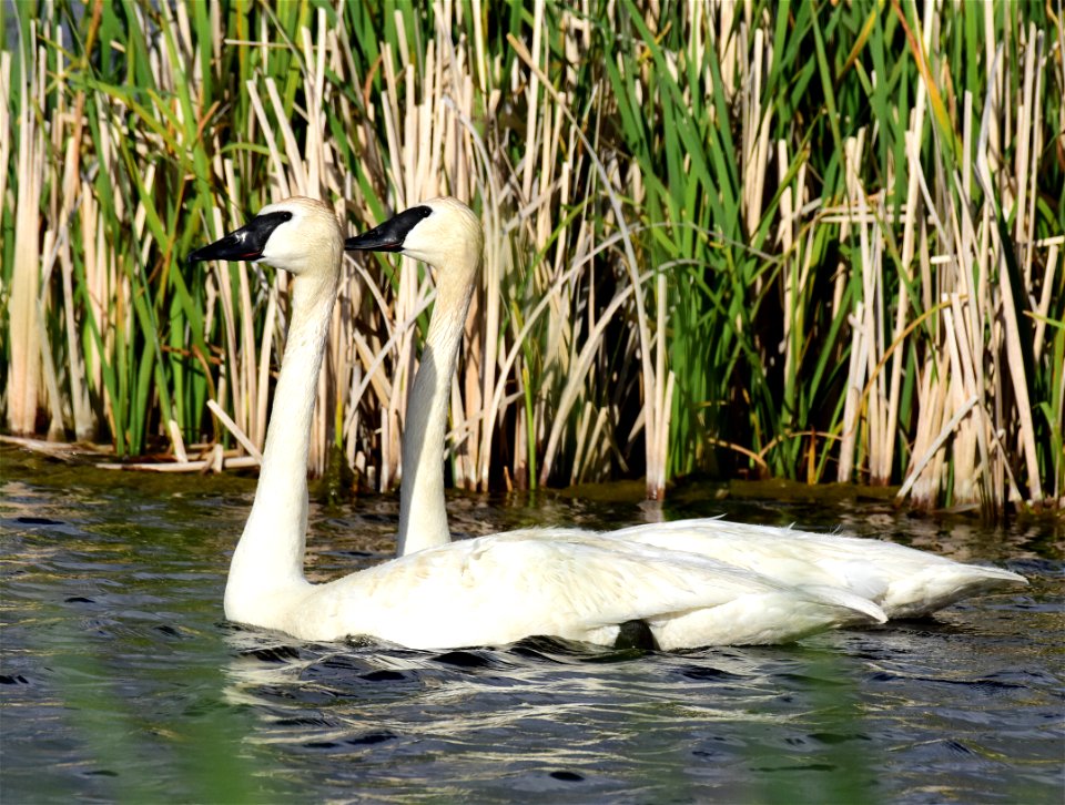 Trumpeter swans at Seedskadee National Wildlife Refuge
