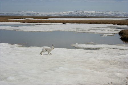 Tundra Hare crossing partially frozen pond photo