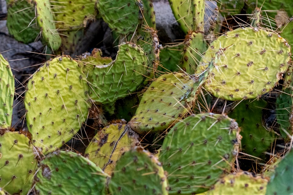 Opuntia chlorotica photo