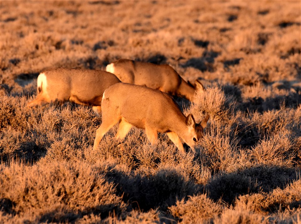 Mule deer at Seedskadee National Wildlife Refuge