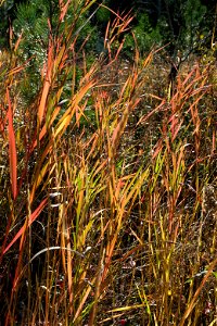Colorful grasses. photo