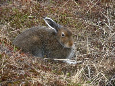 Tundra Hare taking a break photo