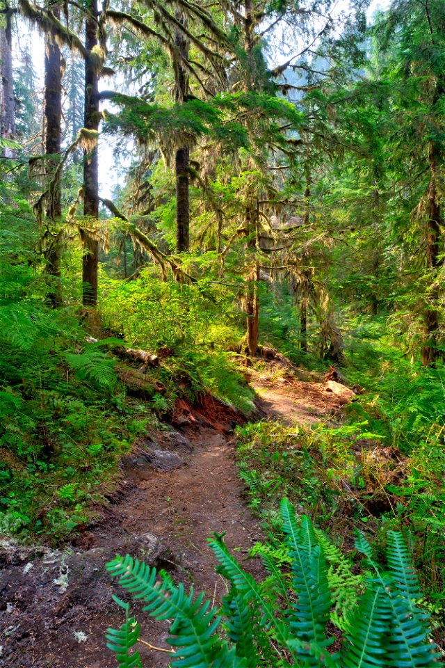 PNTA-Swift Creek-Mount Baker-22