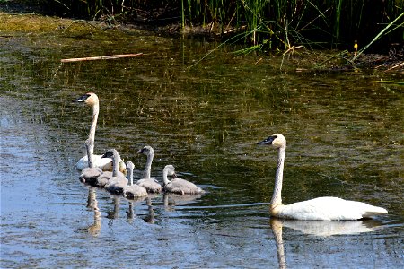 Trumpeter swan at Seedskadee National Wildlife Refuge