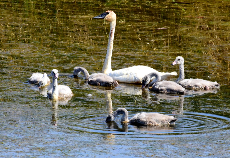 Trumpeter swan at Seedskadee National Wildlife Refuge