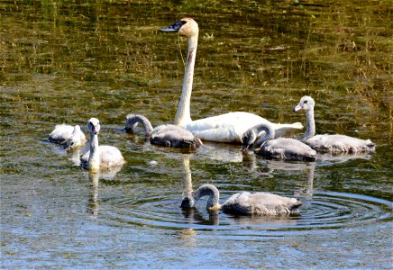 Trumpeter swan at Seedskadee National Wildlife Refuge
