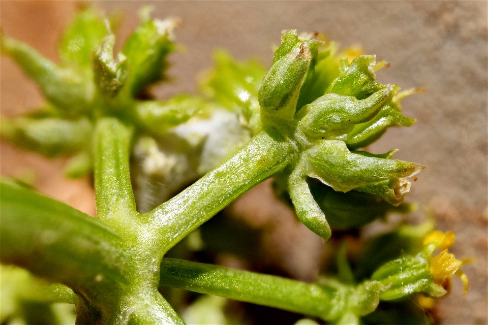 Cymopterus sessiliflorus