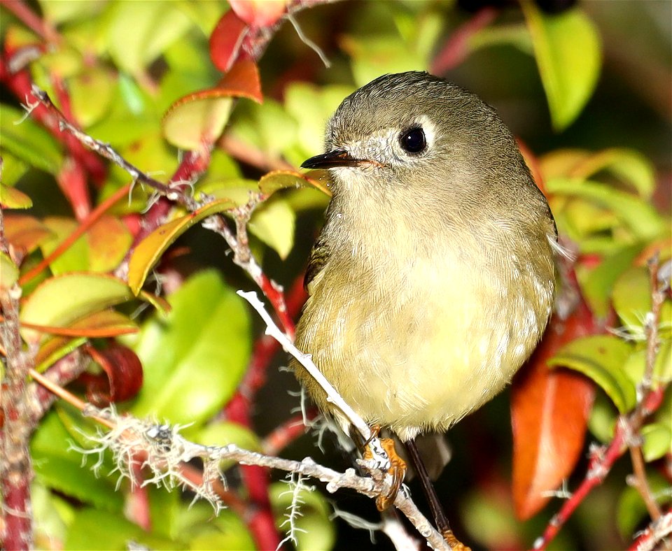 708 - RUBY-CROWNED KINGLET (10-28-2022) tolowa dunes s p, del norte co, ca -01