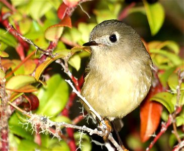 708 - RUBY-CROWNED KINGLET (10-28-2022) tolowa dunes s p, del norte co, ca -01