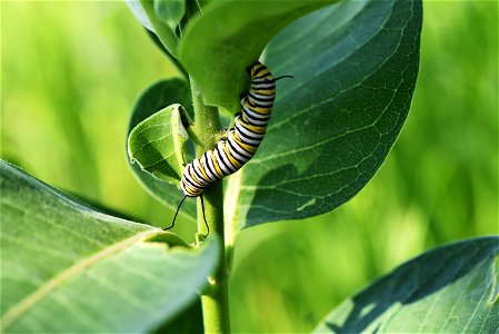 Monarch caterpillar on common milkweed photo