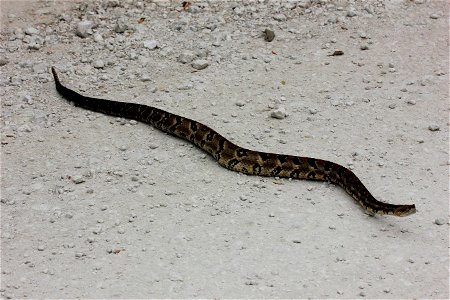 Timber rattlesnake (Crotalus horridus) by William Powell, USFWS photo