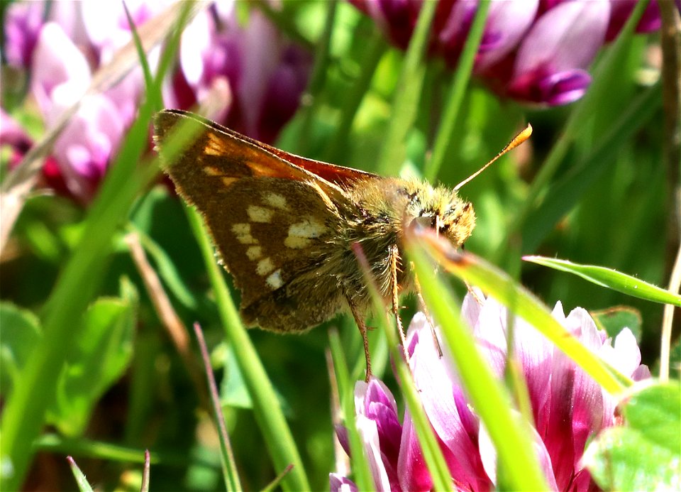 SKIPPER, SONORAN (Polites sonora) (5-31-2021) lake earl coastal lagoon trail, del norte co, ca -03