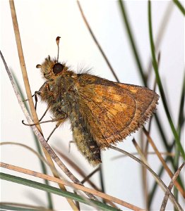 SKIPPER, MARDON (Polites mardon) (06-08-2022) N CA-S OR coastal segregate, low divide road, smith river recreation area, del norte co, ca -05