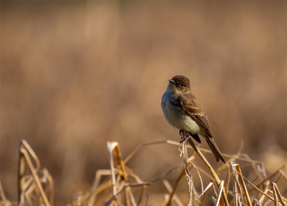 Eastern phoebe photo