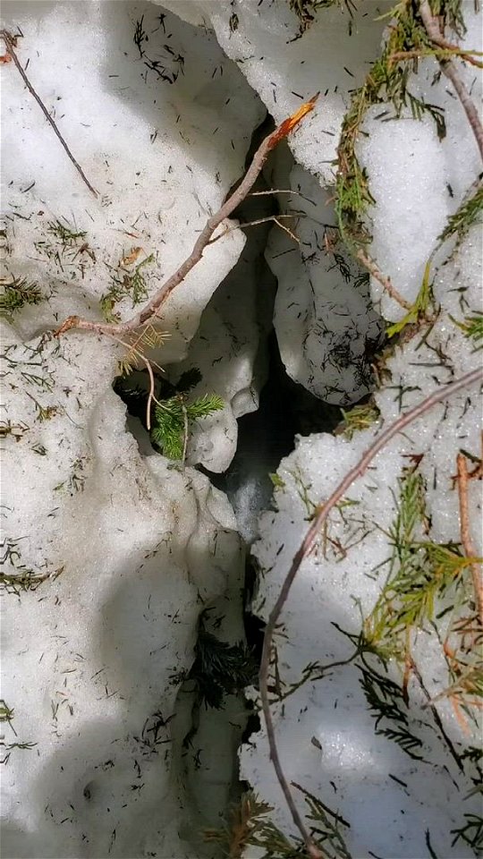 North Fork Sauk Trail, Mt. Baker-Snoqualmie National Forest. Video by Sydney Corral June 25, 2021