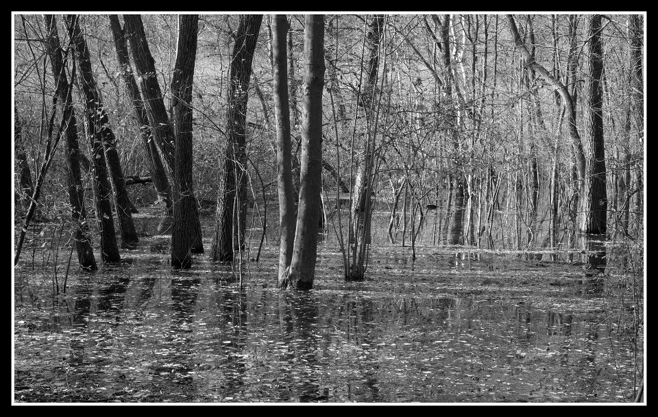 Flooded