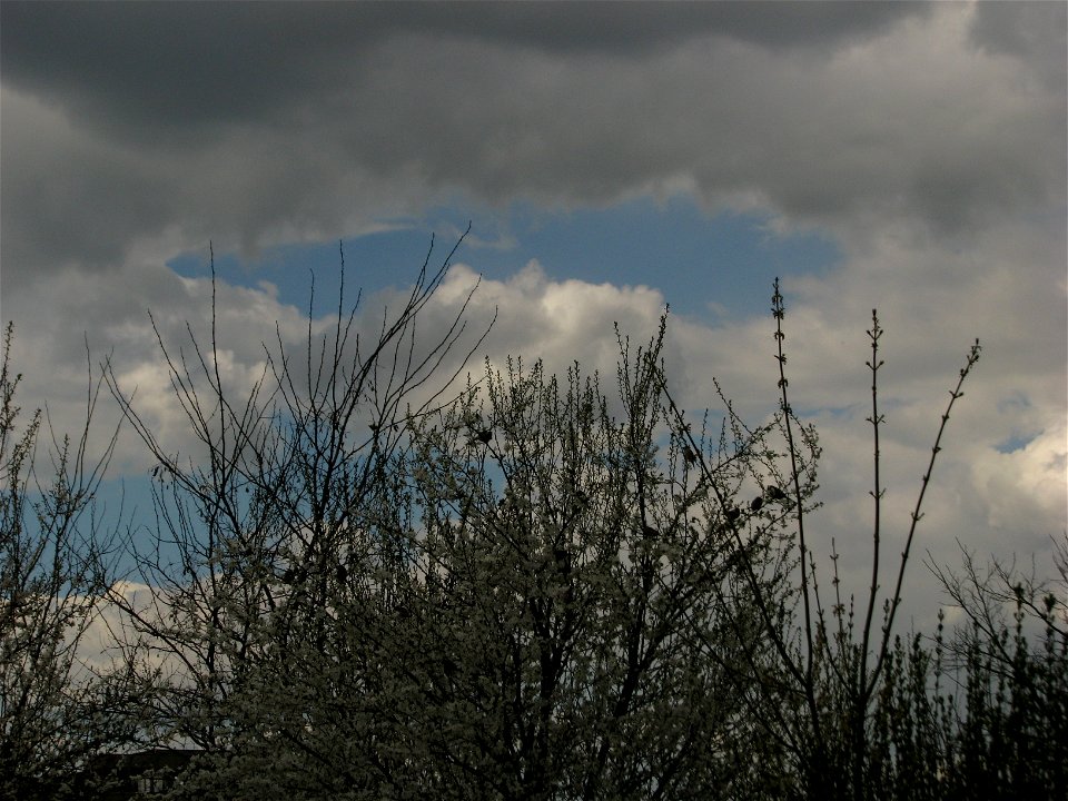 corcod2011_0411_151553