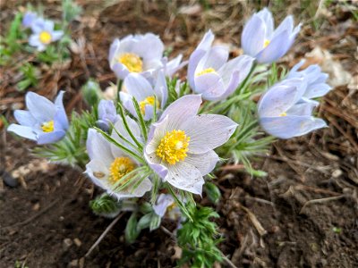 Pasque flowers photo