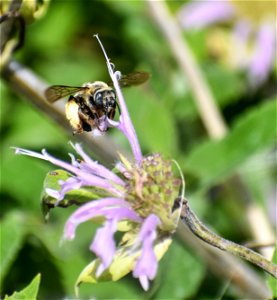 Bumble Bee on Wild Bergamot Lake Andes Wetland Management District South Dakota