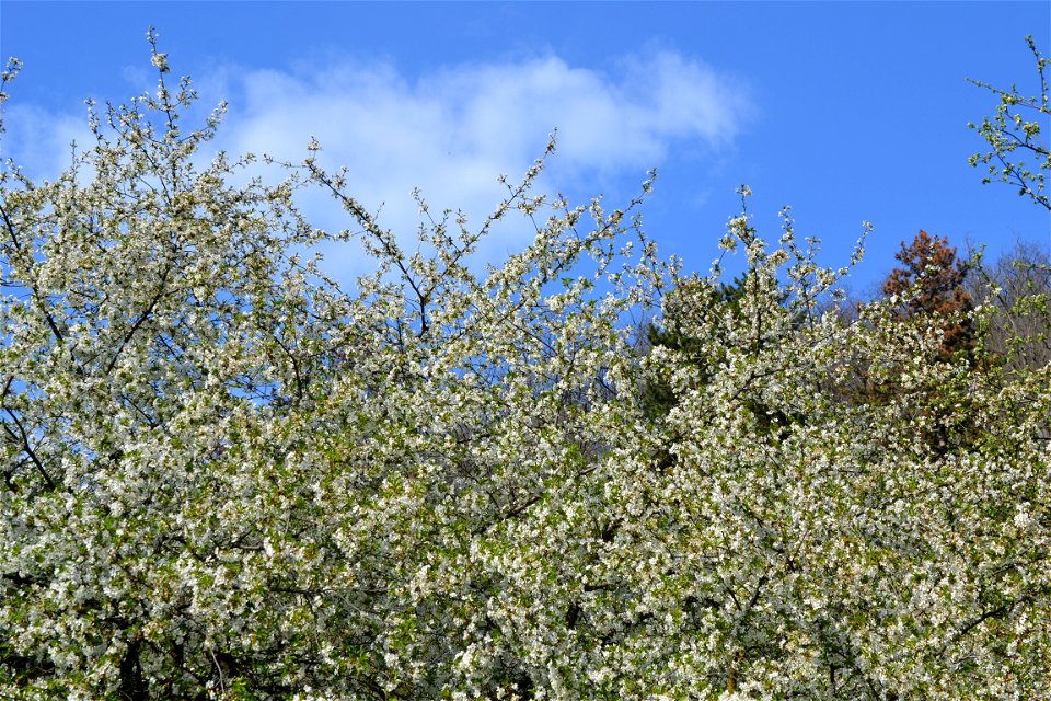 Spring ,April 2023