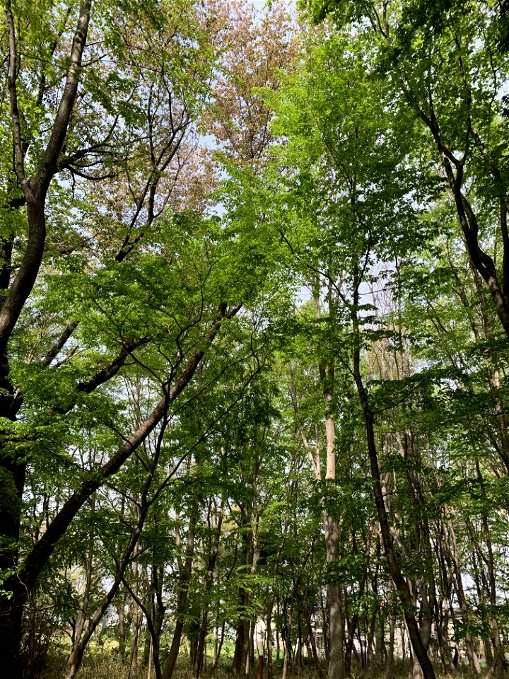 Koyama Nature Conservation Area